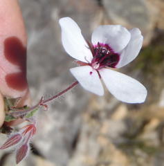 Pelargonium tricolor