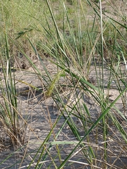 Ammophila champlainensis