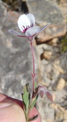 Pelargonium tricolor