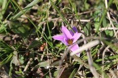 Romulea rosea