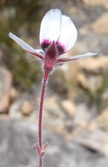Pelargonium tricolor