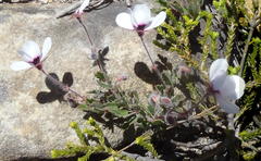 Pelargonium tricolor