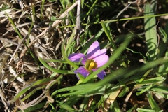 Romulea rosea