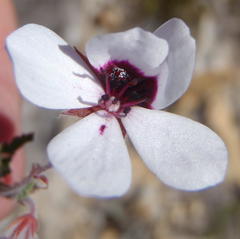 Pelargonium tricolor