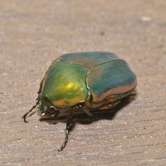 Cotinis nitida