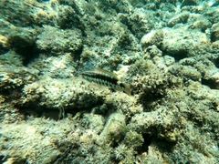 Serranus psittacinus