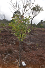 Syzygium wagapense