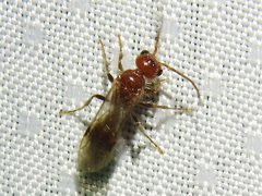 Sphaeropthalma