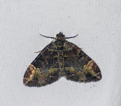 Xanthorhoe curcumata