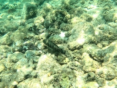 Cephalopholis panamensis