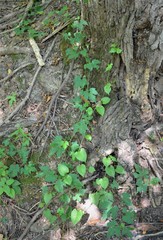 Vitis palmata