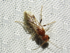 Sphaeropthalma