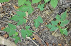 Vitis palmata