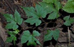 Vitis palmata