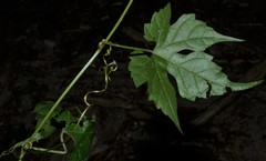 Vitis palmata