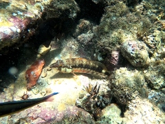Serranus psittacinus