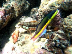 Serranus psittacinus