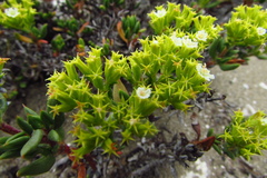 Chorizanthe mieresii