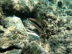 Serranus psittacinus