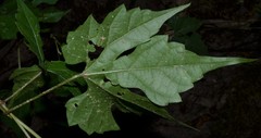 Vitis palmata