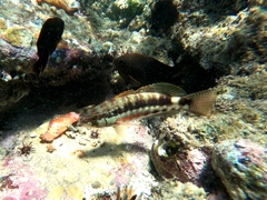Serranus psittacinus