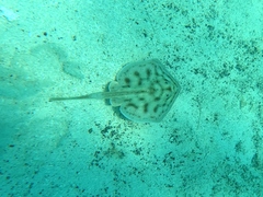 Urobatis maculatus