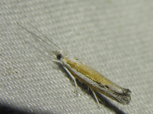 Ypsolopha gerdanella photo 2