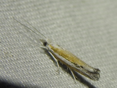 Ypsolopha gerdanella