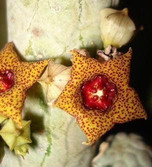 Lavrania haagnerae