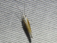 Ypsolopha gerdanella