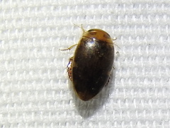 Laccophilus proximus