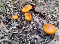 Cortinarius abnormis