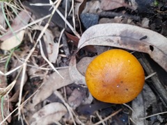Cortinarius abnormis