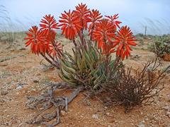 Aloe krapohliana