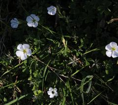 Thecaphora capensis