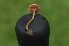 Fungi