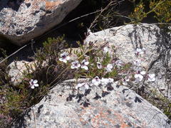 Pelargonium tricolor