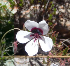 Pelargonium tricolor