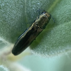 Agrilus lacustris