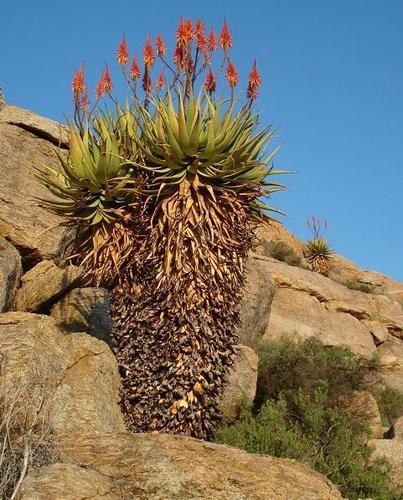 Aloe khamiesensis Pillans