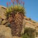 Khamiesberg Aloe - Photo (c) juddkirkel, some rights reserved (CC BY-NC)