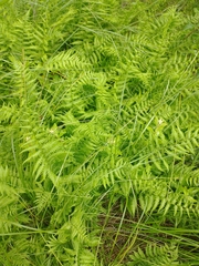 Coryphopteris simulata