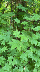 Acer circinatum