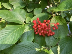 Viburnum sieboldii