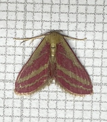 Leptostales laevitaria