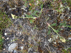 Oxytropis maydelliana