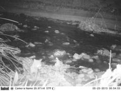 Genetta tigrina tigrina