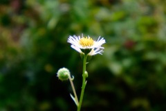 Erigeron philadelphicus philadelphicus