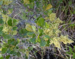 Searsia lucida lucida