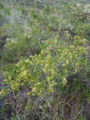 Searsia lucida lucida